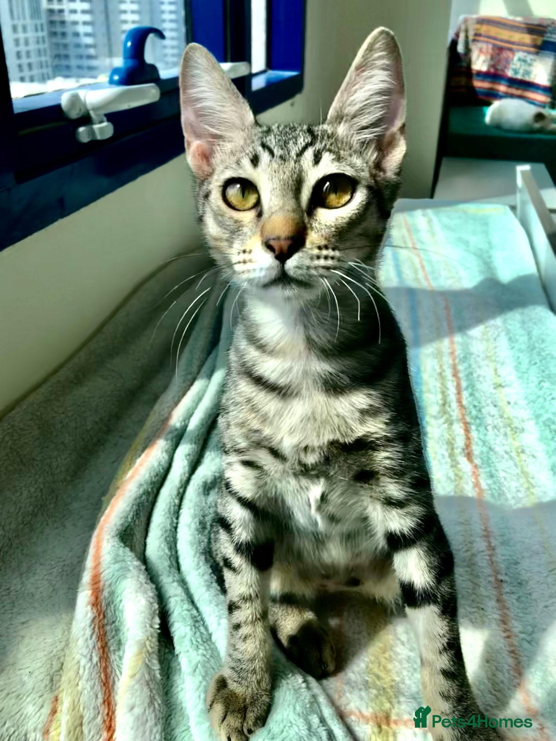 Mixed Breed cats for adoption: JAJA - HEALTHY - BALL OF FUN-INTELLIGENT-NEUTERED  - Image 3
