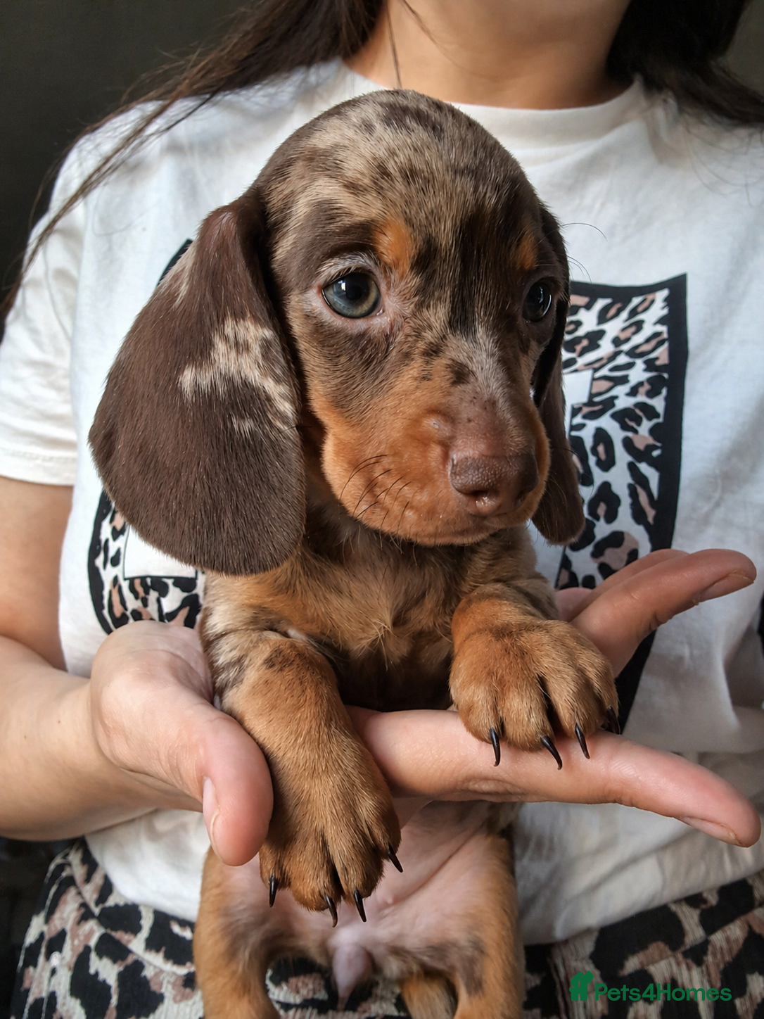 Miniature Dachshund dogs 🥰💓DASCHUNDS PUPIES READY TO LEAVE💓🥰 - Advert 18