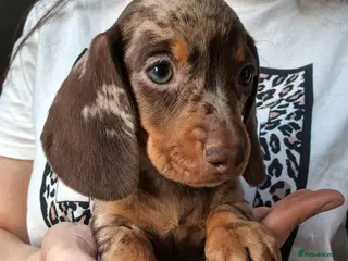 Miniature Dachshund dogs 🥰💓DASCHUNDS PUPIES READY TO LEAVE💓🥰 - Advert 18