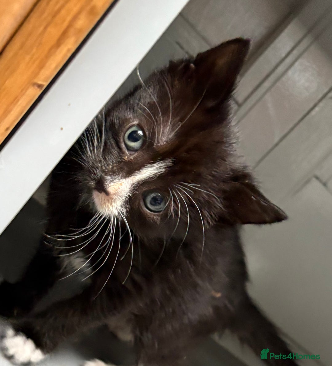 Domestic Shorthair cats for sale: Last 4 kittens left  - Image 4
