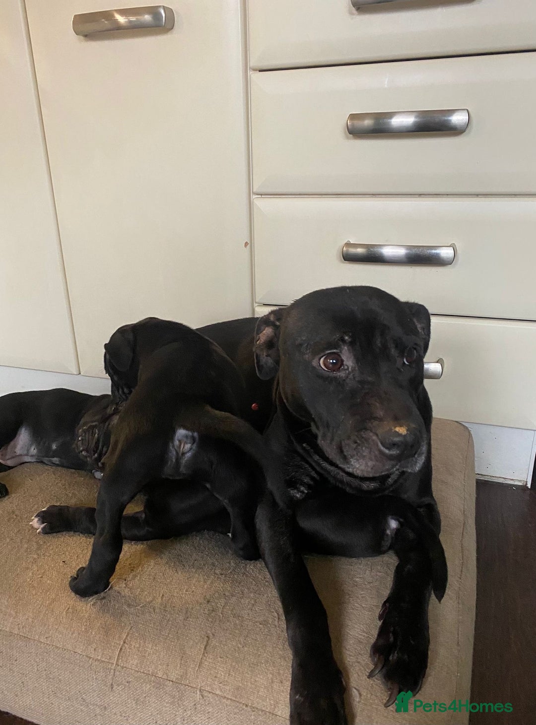 Staffordshire Bull Terrier dogs for sale: 2 staffy puppies  - Advert 5