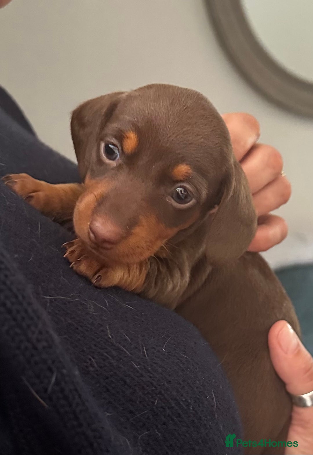 Miniature Dachshund dogs for sale: Miniature Dachshunds  - Image 23