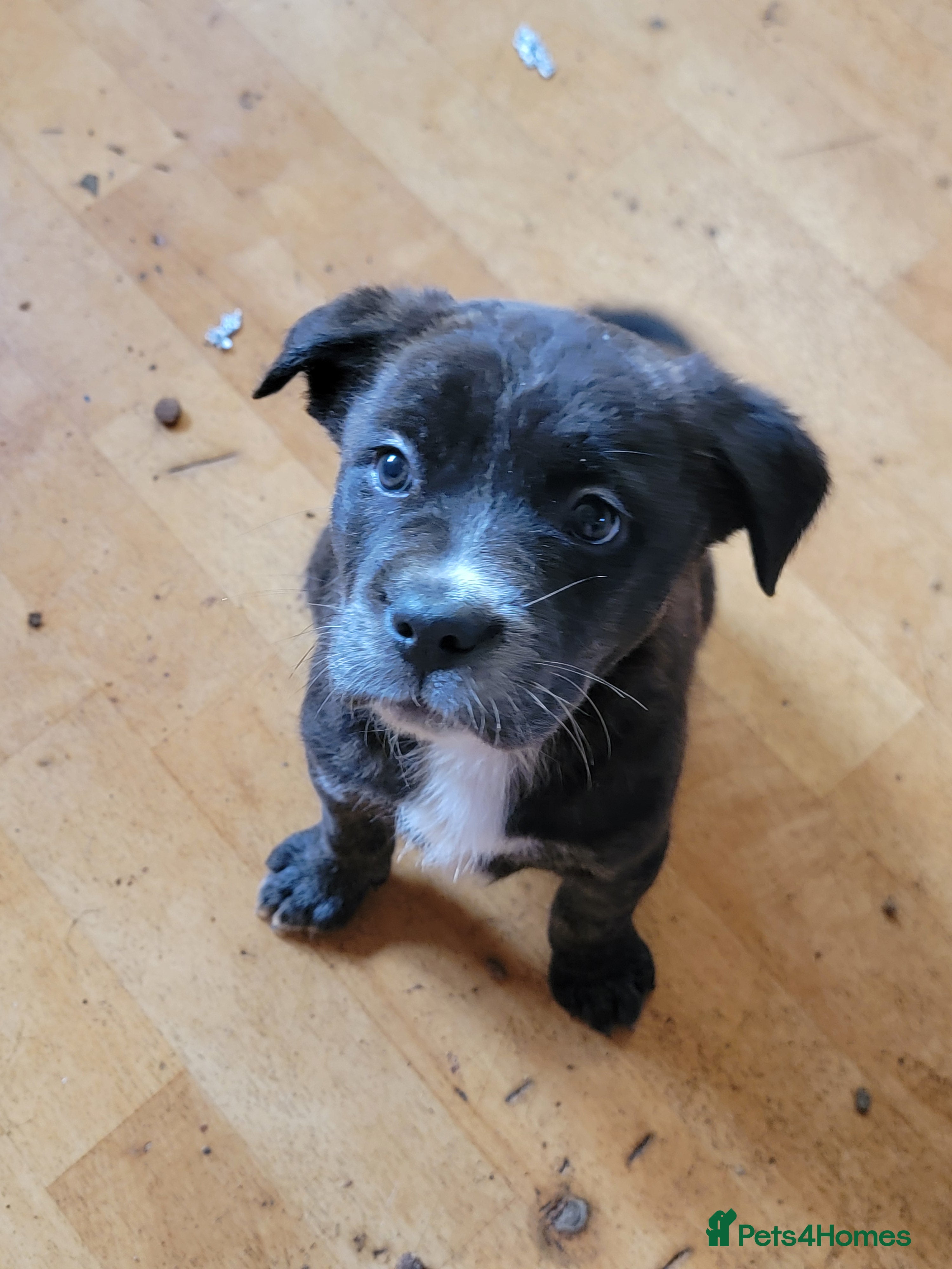 Mixed Breed dogs american akita cross puppies, 3 male 3 female - Advert 7