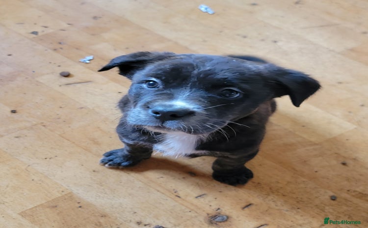 Mixed Breed dogs american akita cross puppies, 3 male 3 female - Advert 1