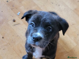 Mixed Breed dogs american akita cross puppies, 3 male 3 female - Advert 15