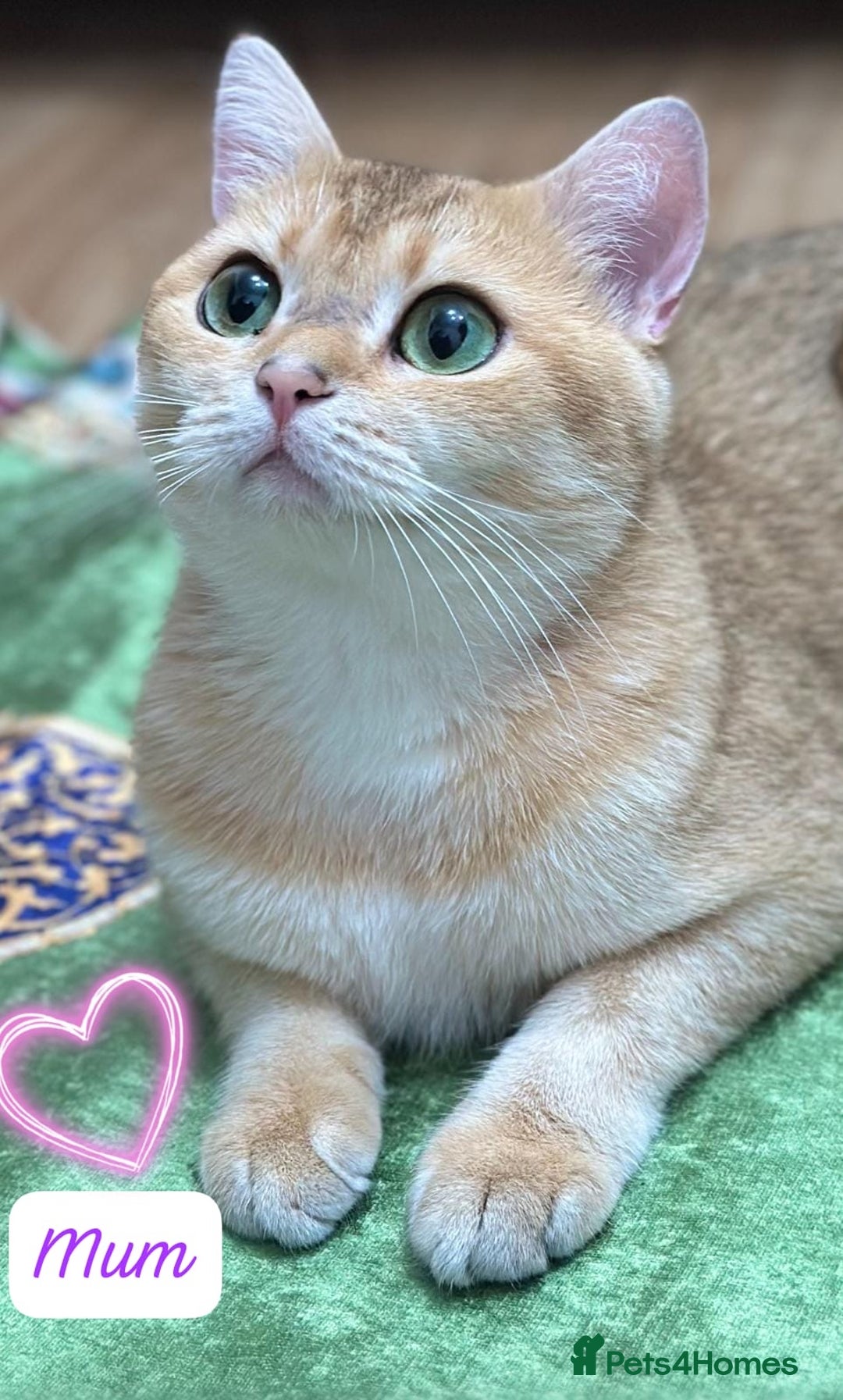 British Shorthair cats for sale: British Shorthair Golden & Bluegolden kitten GCCF - Image 11