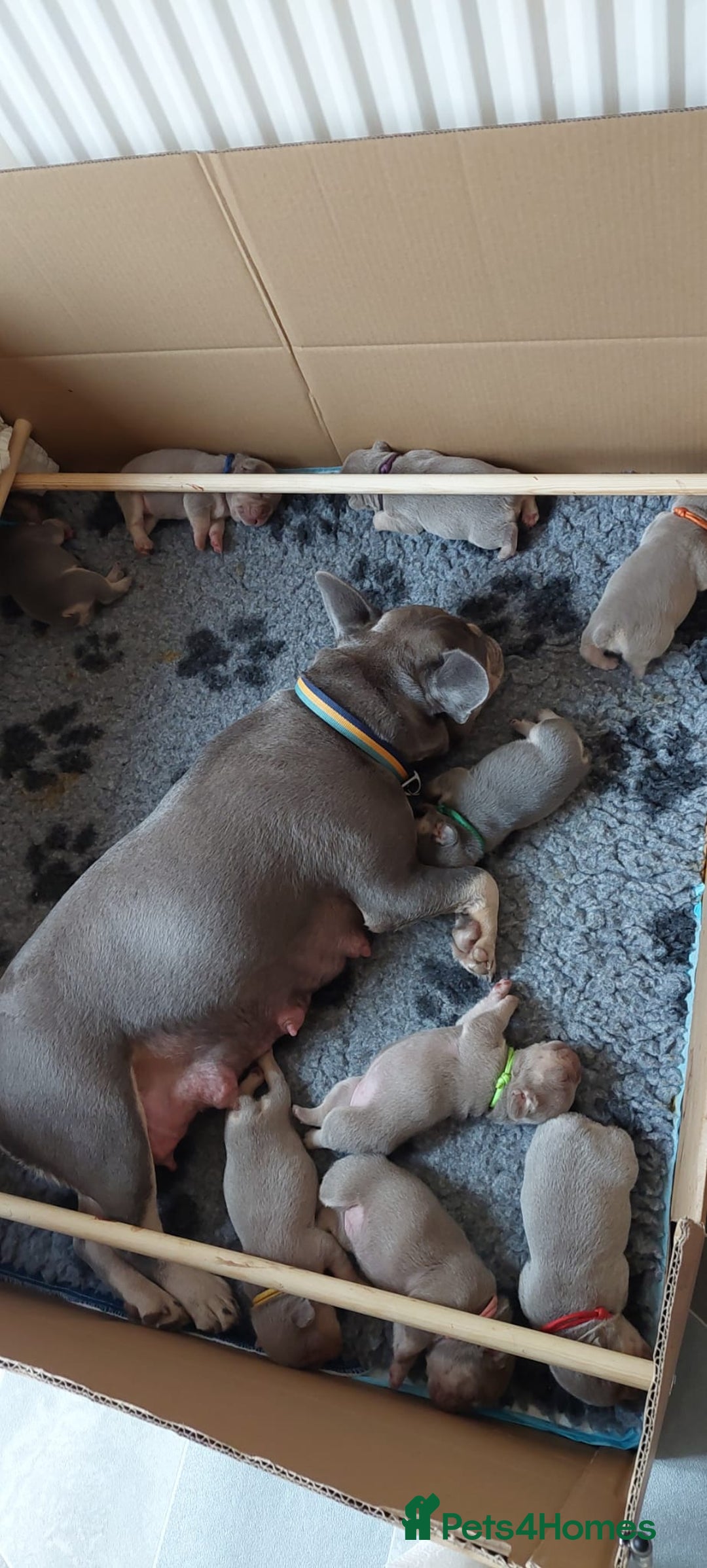 French Bulldog dogs for sale: KC Registered Beautiful French Bulldog Puppies - Advert 18