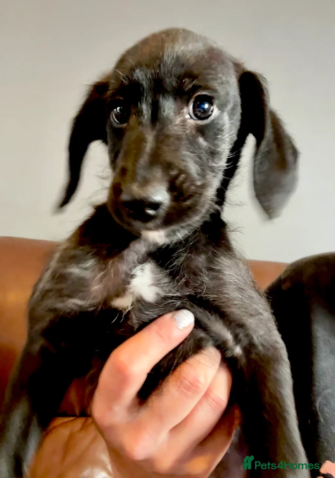 Mixed Breed dogs for sale: Whippet x Poodle READY NOW - Advert 29