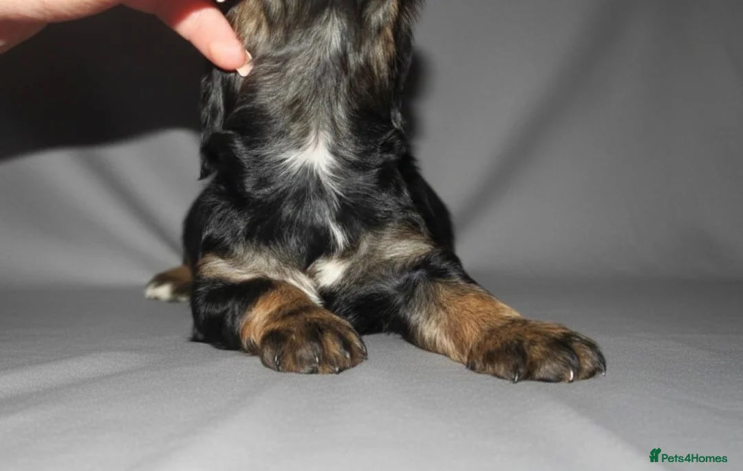 Cocker Spaniel dogs for sale: TRI - KC LINE🐶🐾 show cockers  - Advert 4