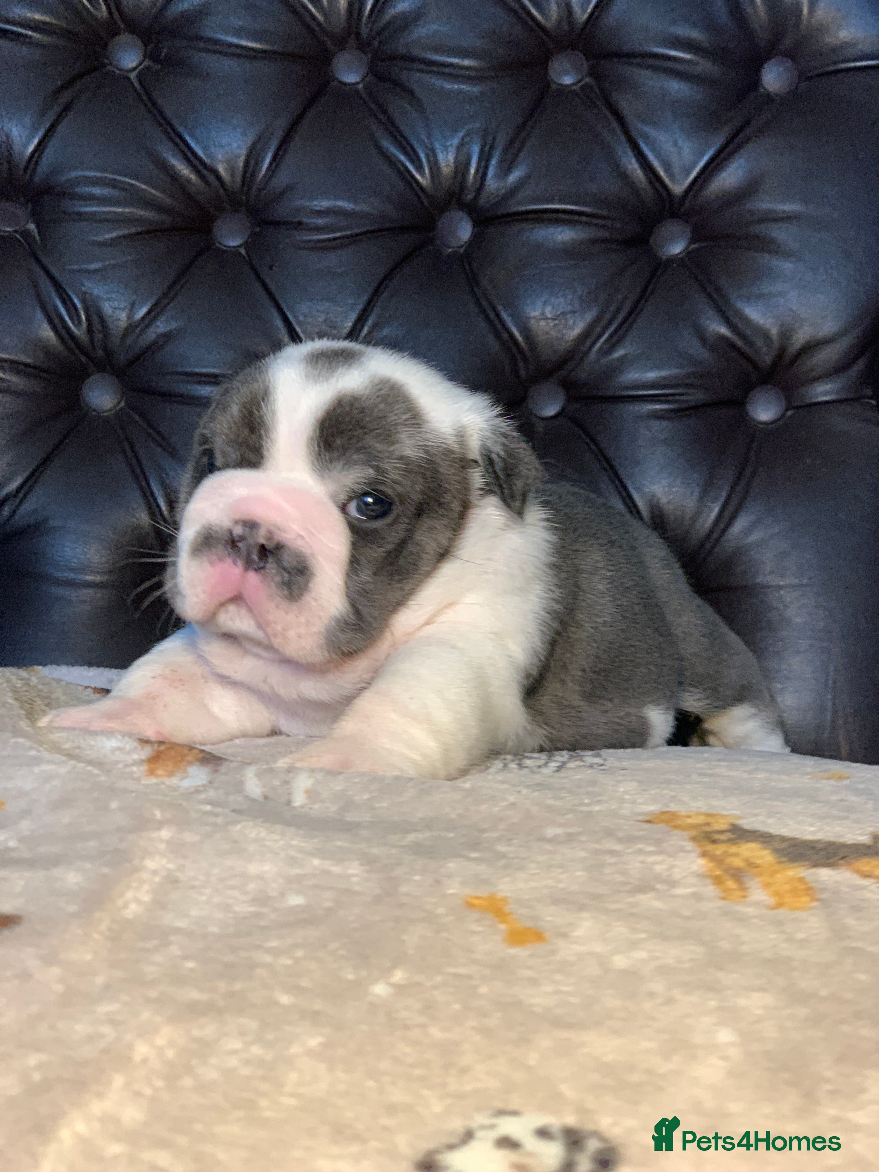 English Bulldog dogs Beautiful pedigree English bulldogs pups - Advert 4