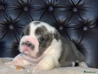 English Bulldog dogs Beautiful pedigree English bulldogs pups - Advert 4