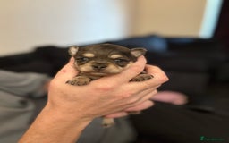 Chihuahua dogs for sale: Chihuahua and Pomchi puppies - Image 13