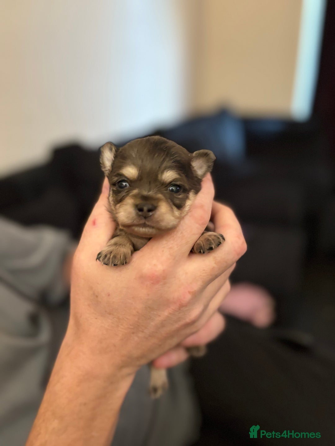 Chihuahua dogs for sale: Chihuahua and Pomchi puppies - Image 13