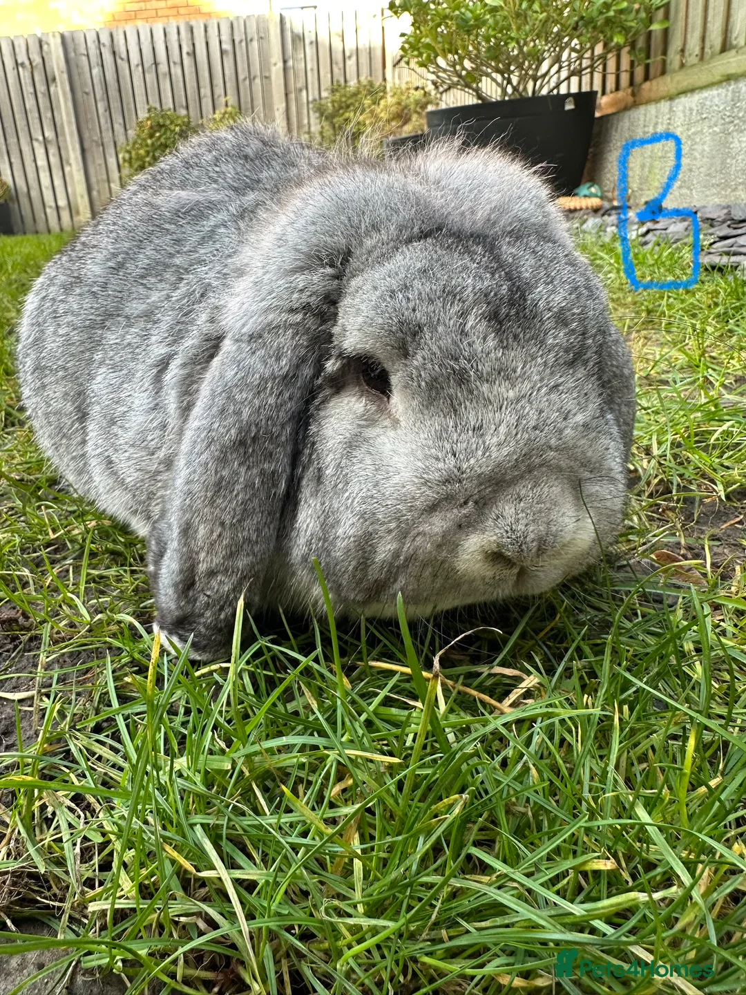 French Lop rabbits for sale: Beautiful French Lop Rabbits For Sale  - Advert 2