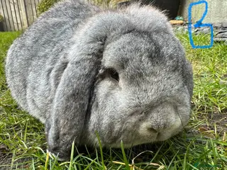 French Lop rabbits Beautiful French Lop Rabbits For Sale - Advert 11