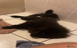 Chow Chow dogs for sale: Beautiful well bred chow chow - Image 2