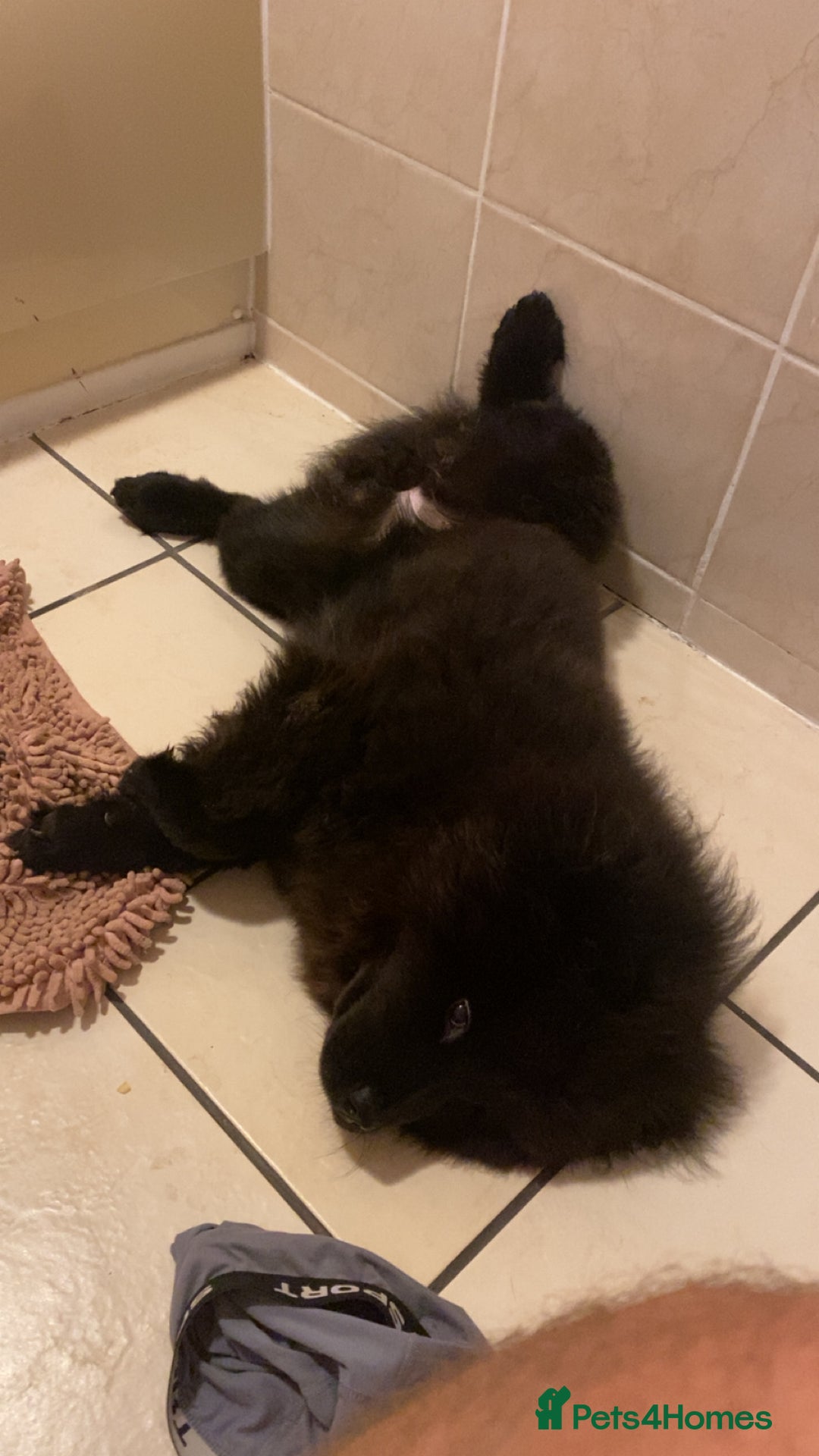 Chow Chow dogs for sale: Beautiful well bred chow chow - Image 2