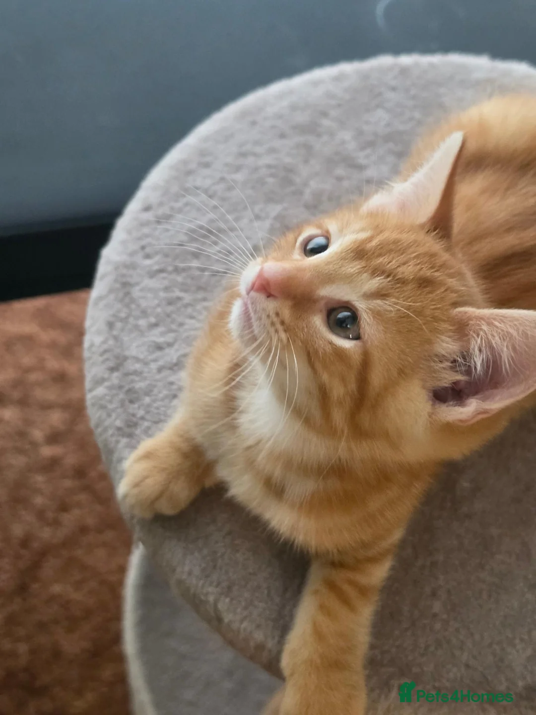 Mixed Breed cats for sale: Ginger boy and girl  - Advert 2