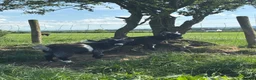 Goats livestock for sale: 1 Billy Pygmy Goat - Advert 4