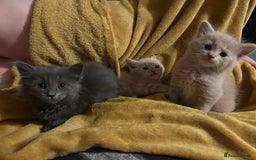 Oriental cats for sale: Oriental X Cream boy available  - Image 5