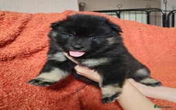Eurasier dogs for sale: Eurasier Puppies KC Registered in Northampton - Image 23