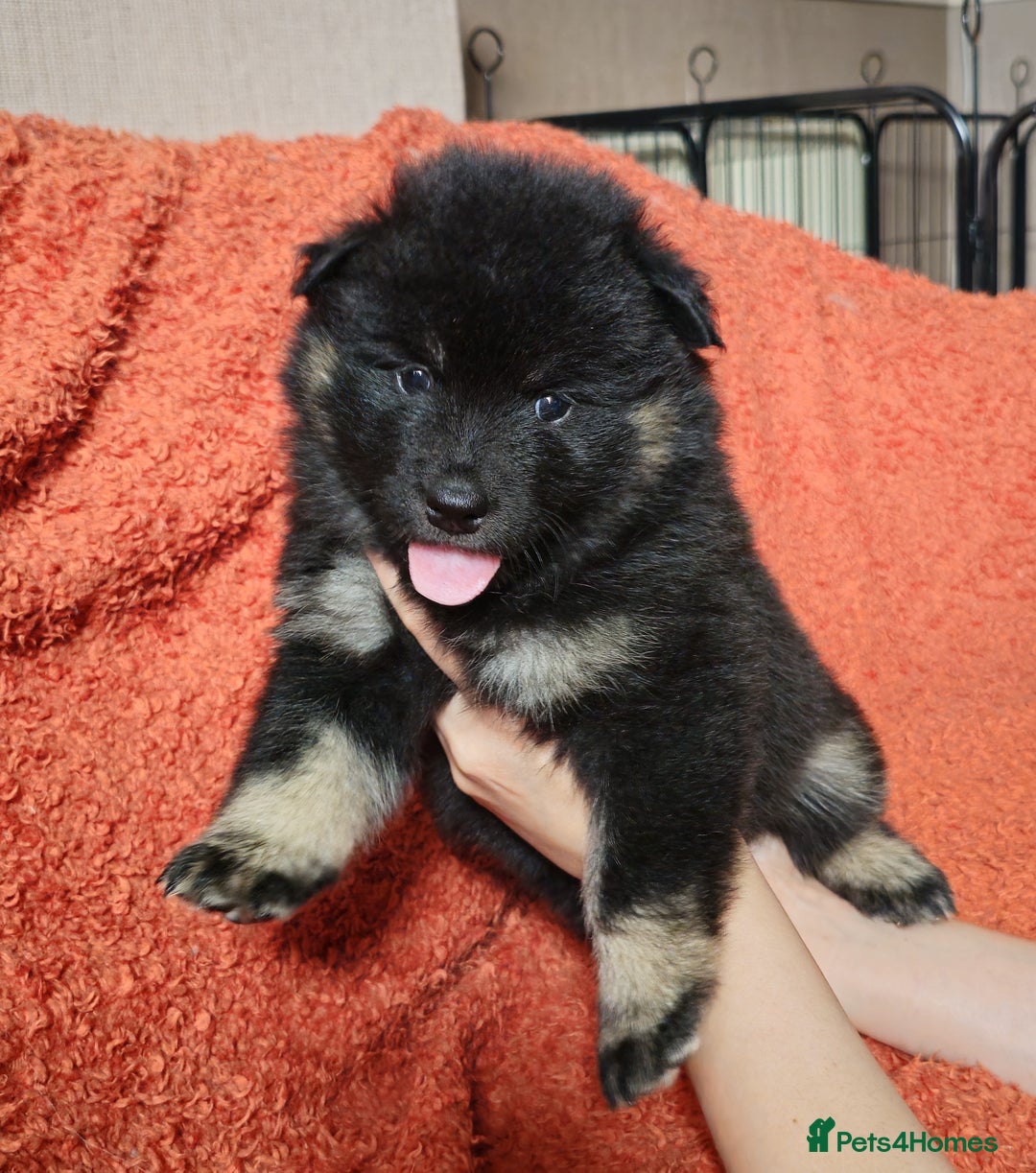 Eurasier dogs for sale: Eurasier Puppies KC Registered in Northampton - Image 23