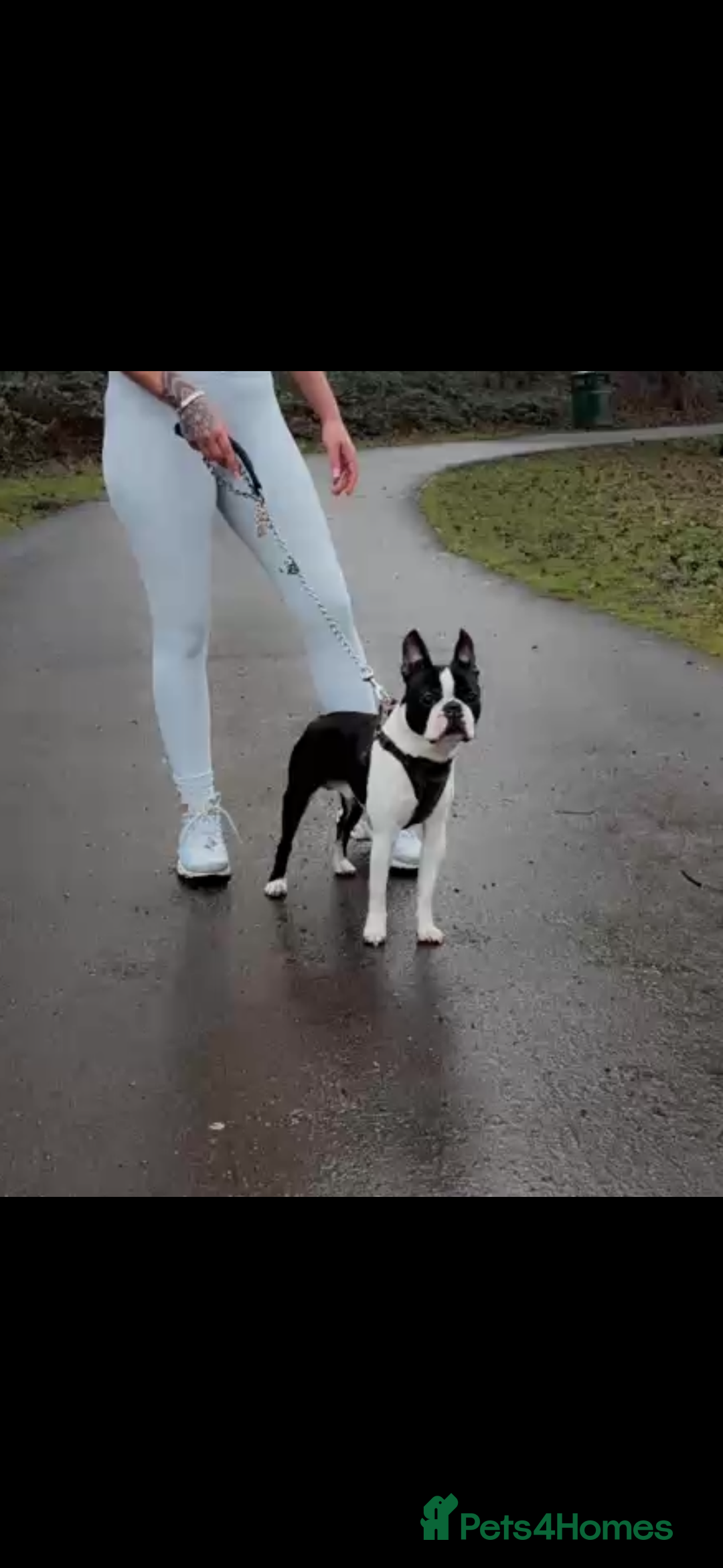 Boston Terrier dogs for stud: Proven black and white Boston terrier for stud - Advert 2