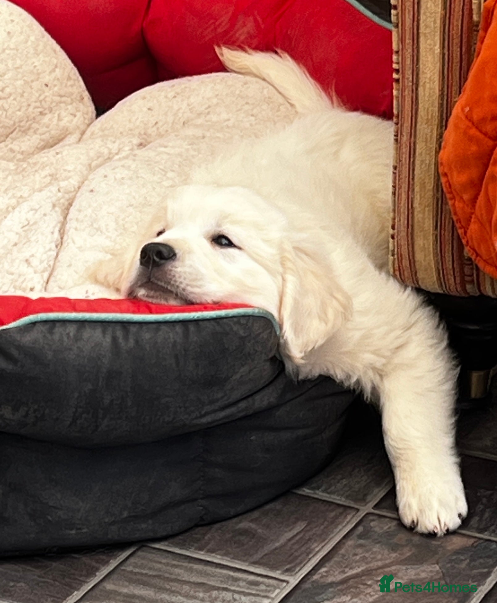 Golden Retriever dogs Little Polar Bear Puppies - Advert 1