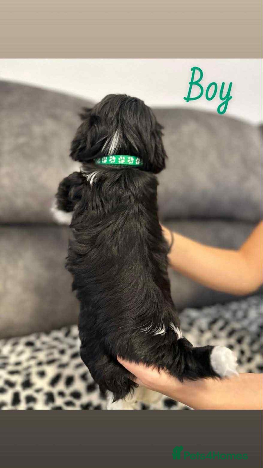 Shih Tzu dogs for sale: 🩷 Beautiful Shitzu Puppies 🩷 - Image 30