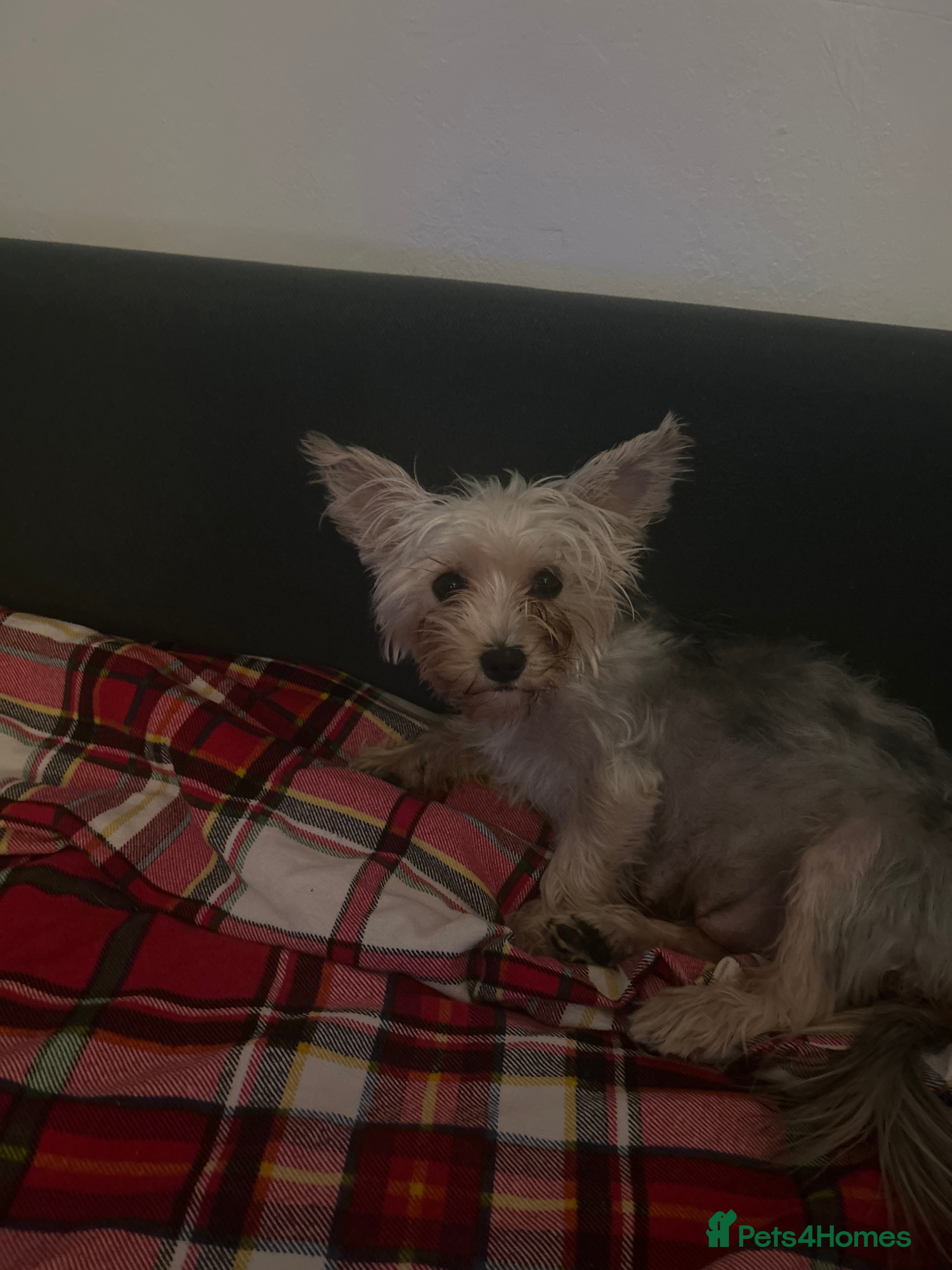 Yorkshire Terrier dogs York terrier puppy - Advert 1