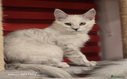 Maine Coon cats for sale: Large Silver Shaded Maine Coon kittens  - Image 8