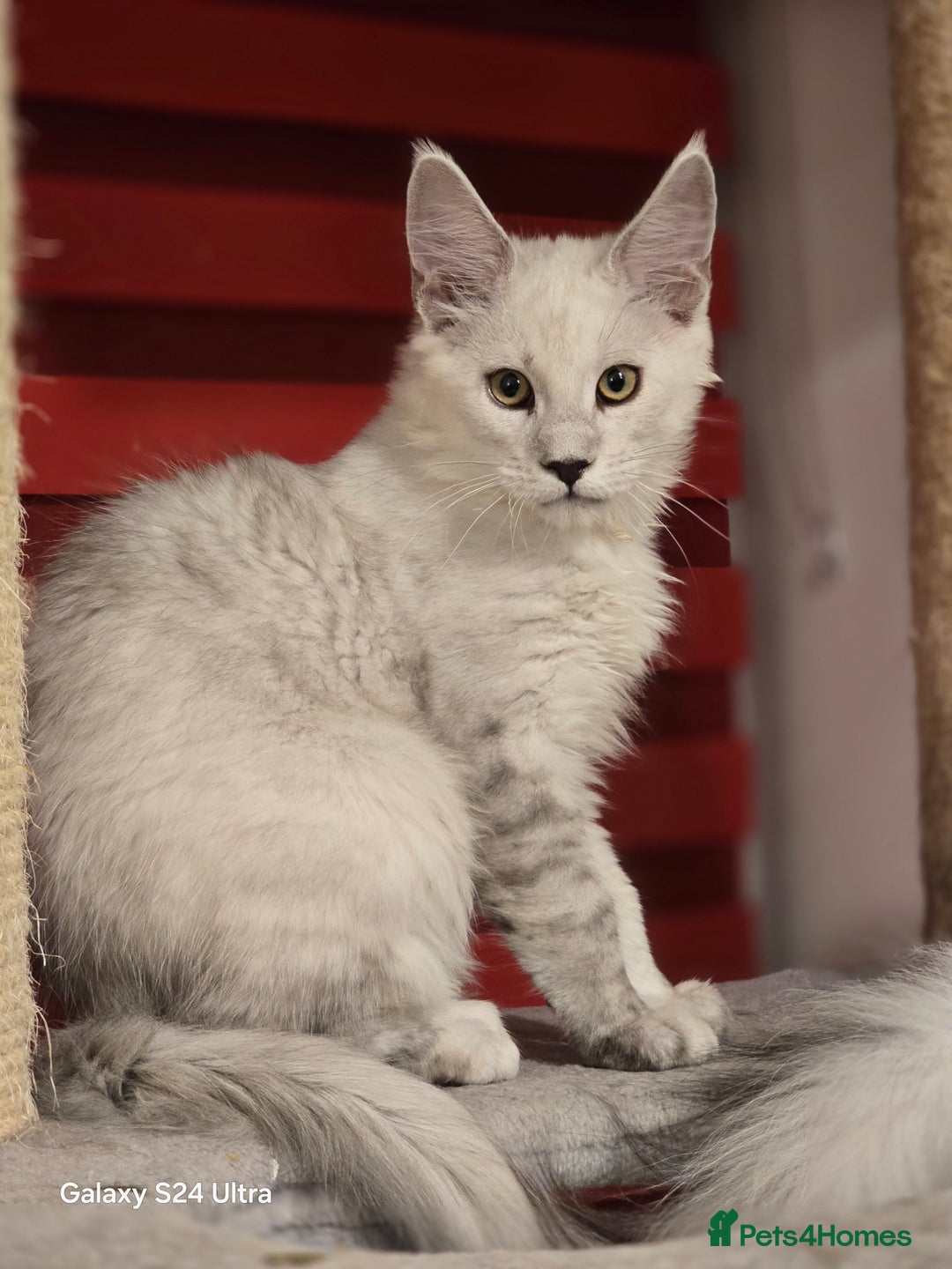 Maine Coon cats for sale: Large Silver Shaded Maine Coon kittens  - Image 8