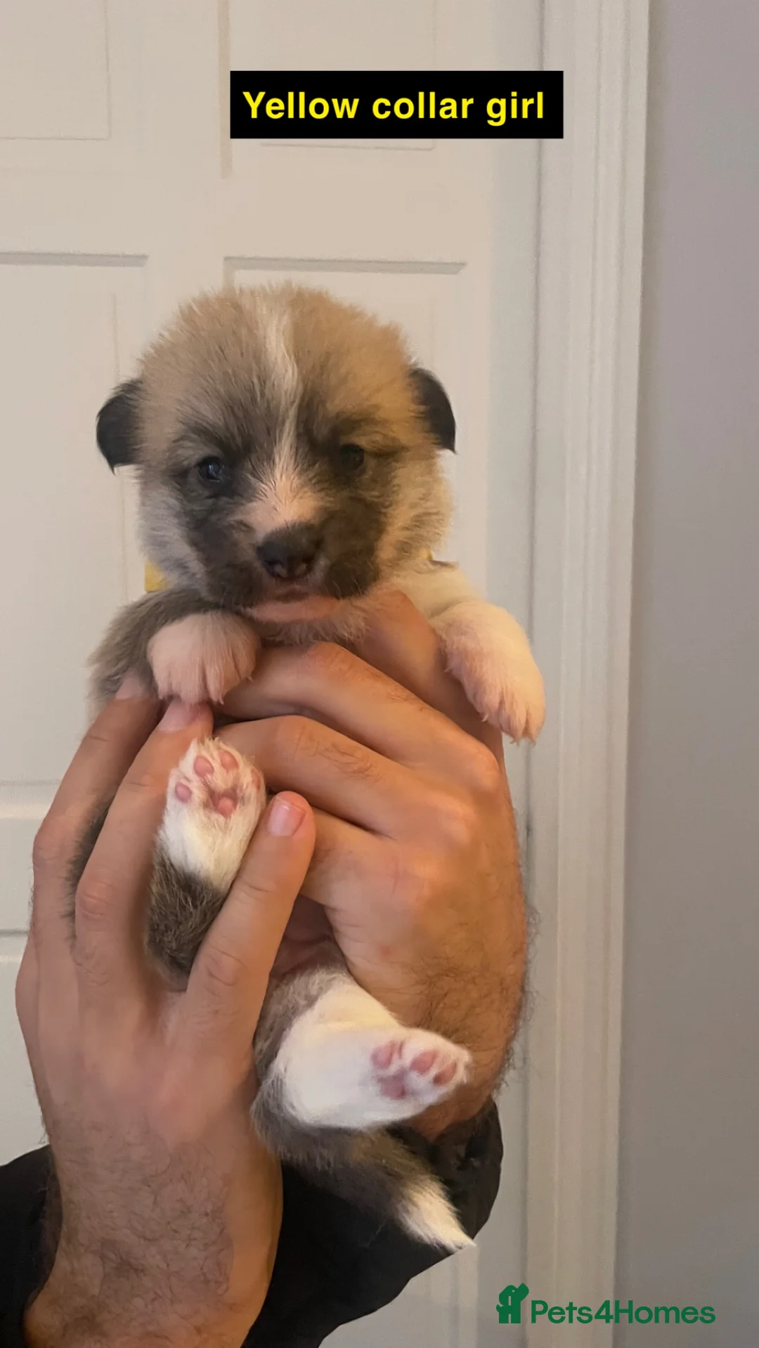 Welsh Corgi Pembroke dogs for sale: KC REG PEMBROKESHIRE CORGIS in Cambridge - Advert 14