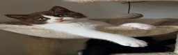 British Shorthair cats for sale: ❤️ OUR BEAUTIFUL BRITISH SHORTHAIR KITTENS ❤️ - Advert 21