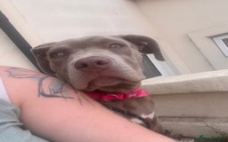 Mixed Breed dogs for sale: 10 month old female boerboel cross - Image 2