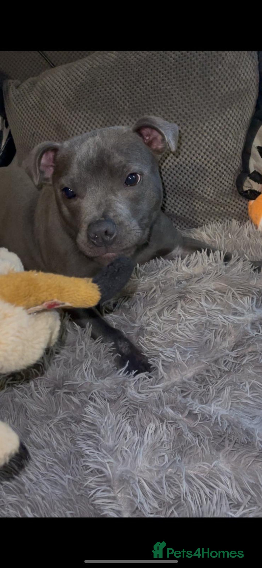 Staffordshire Bull Terrier dogs for sale: Beautiful solid blue staffy  - Advert 9