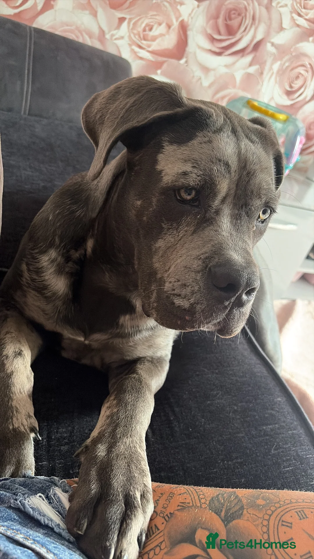 Cane Corso dogs for sale: Carma  - Advert 2