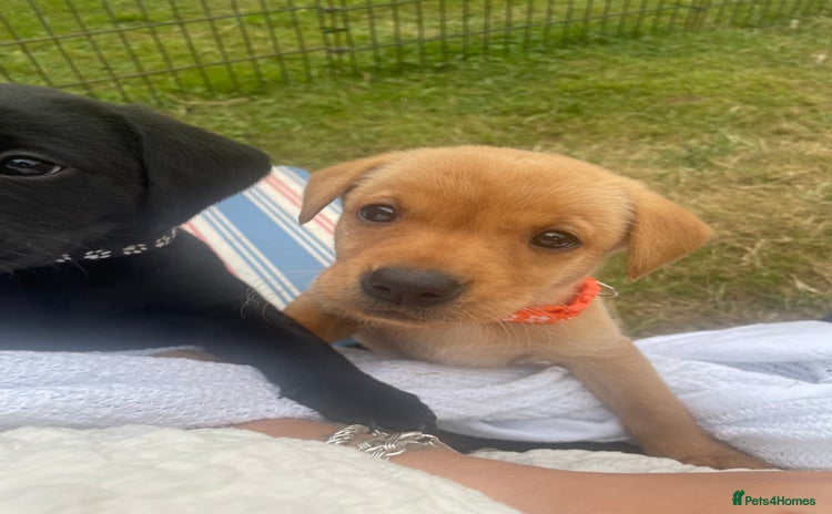 Labrador Retriever dogs - Advert 4