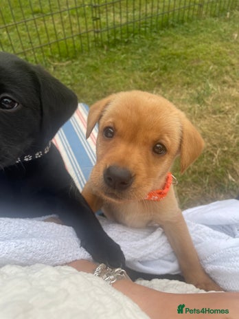 Labrador Retriever dogs - Advert 16