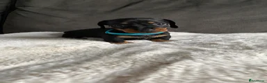 Miniature Dachshund 2