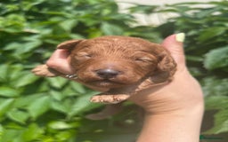 Miniature Poodle dogs for sale: Miniature poodle - Image 20