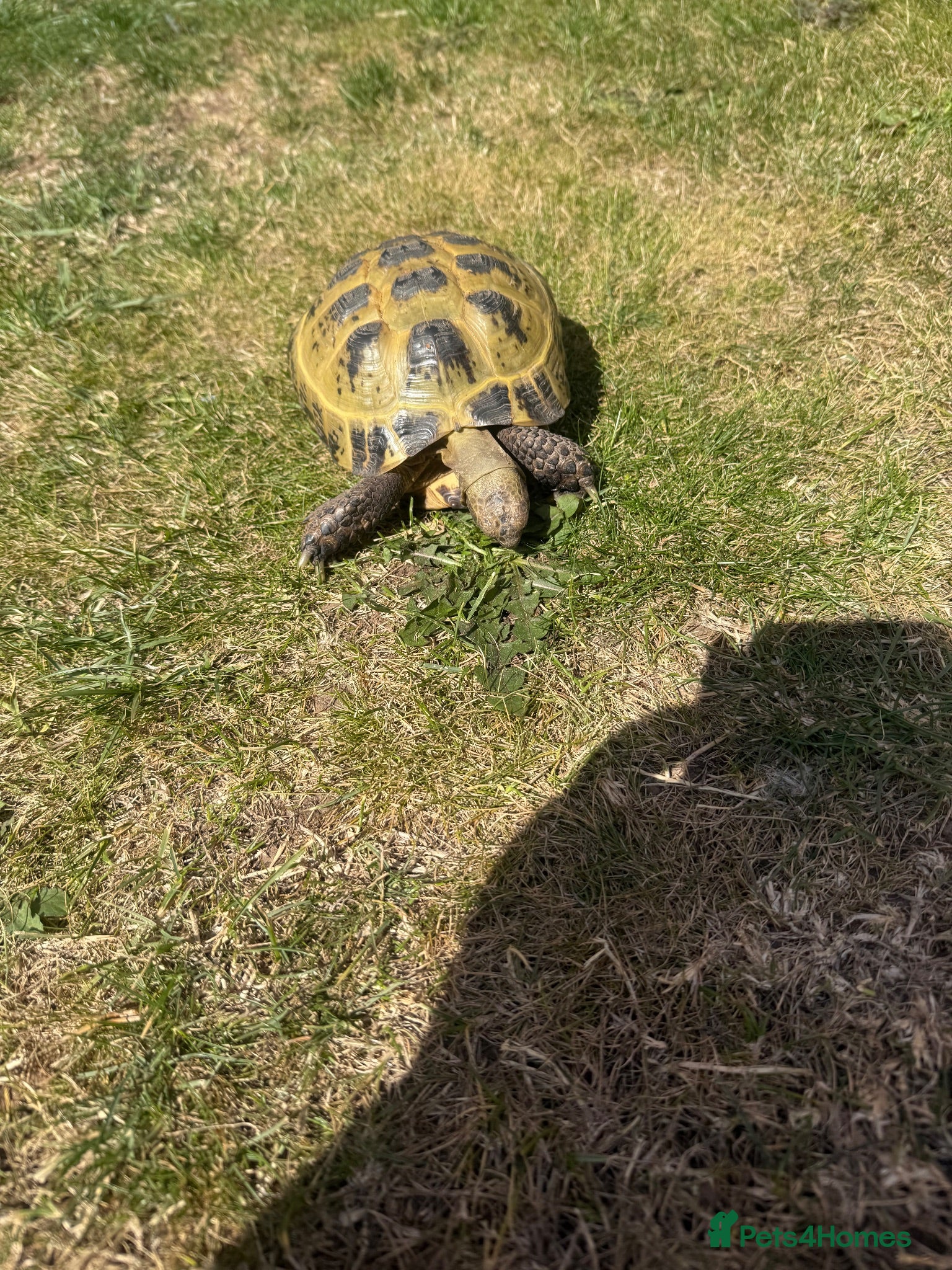 Tortoise reptiles Tortoise for sale  - Advert 1