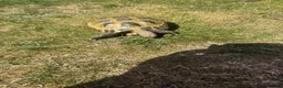 Tortoise reptiles for sale: Tortoise for sale  - Advert 1