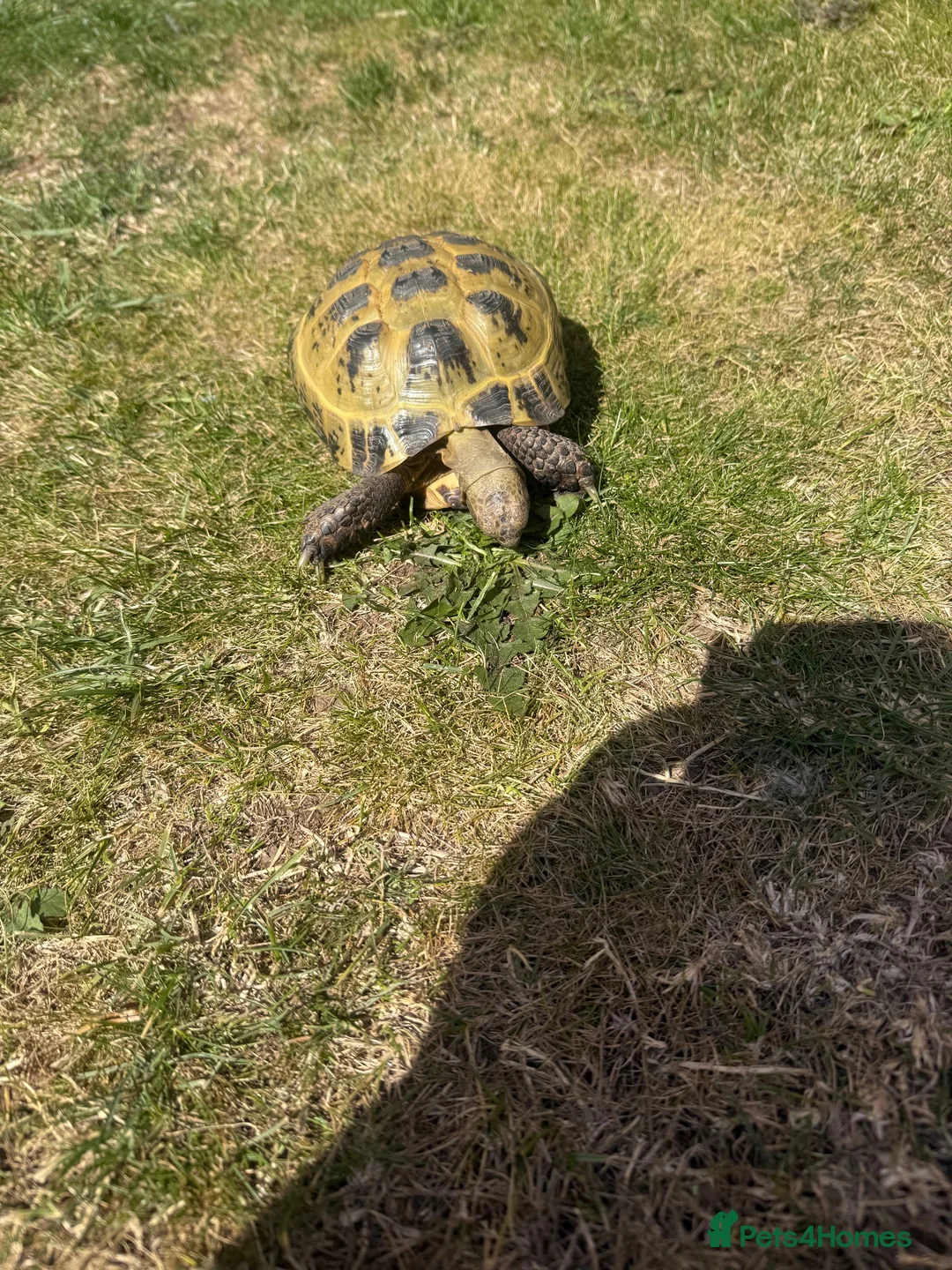 Tortoise reptiles for sale: Tortoise for sale  - Advert 1