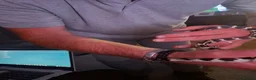 King Snake reptiles for sale: Female king snake for sale - Advert 2