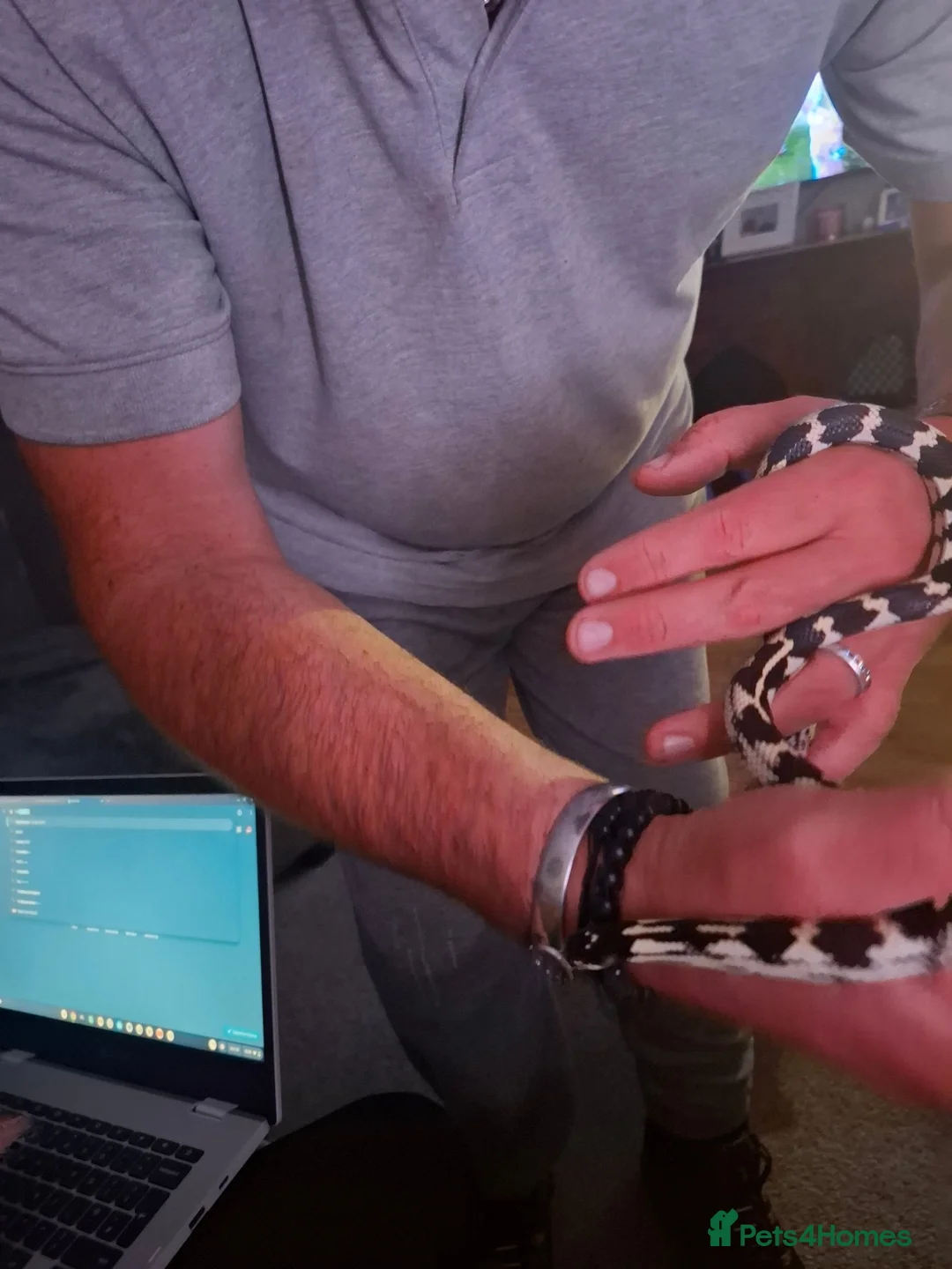 King Snake reptiles for sale: Female king snake for sale - Advert 2