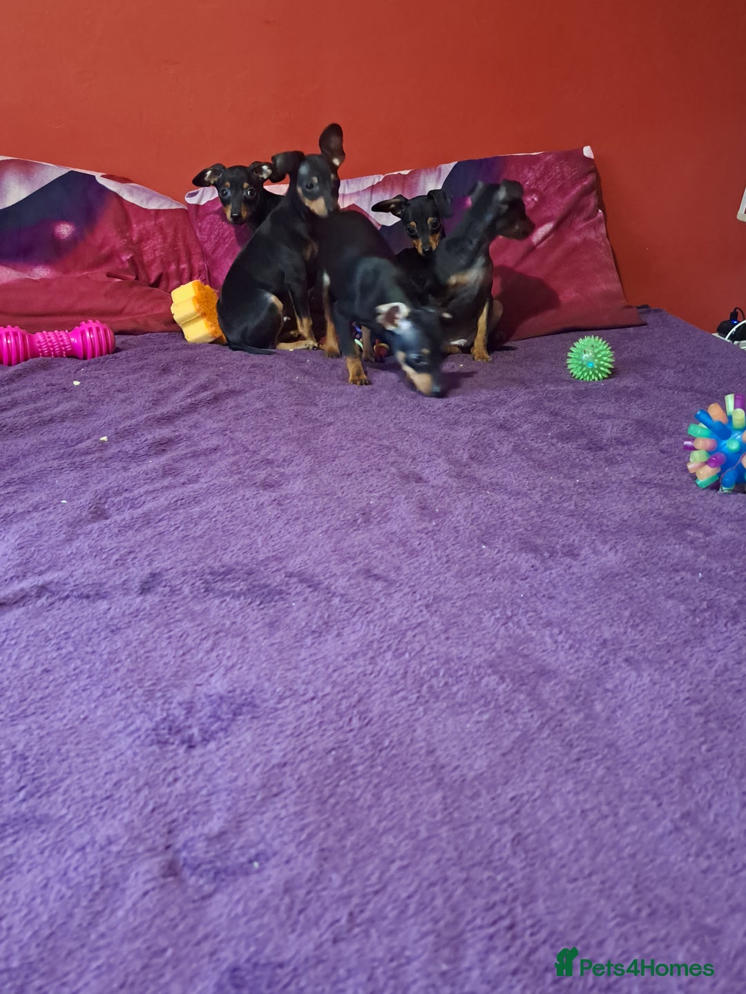 Miniature Pinscher dogs for sale: Miniature Pinscher Puppies 🐾   - Advert 7