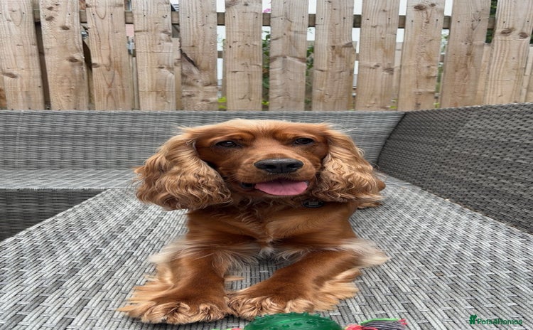 Cocker Spaniel dogs in Barnsley - Advert 16