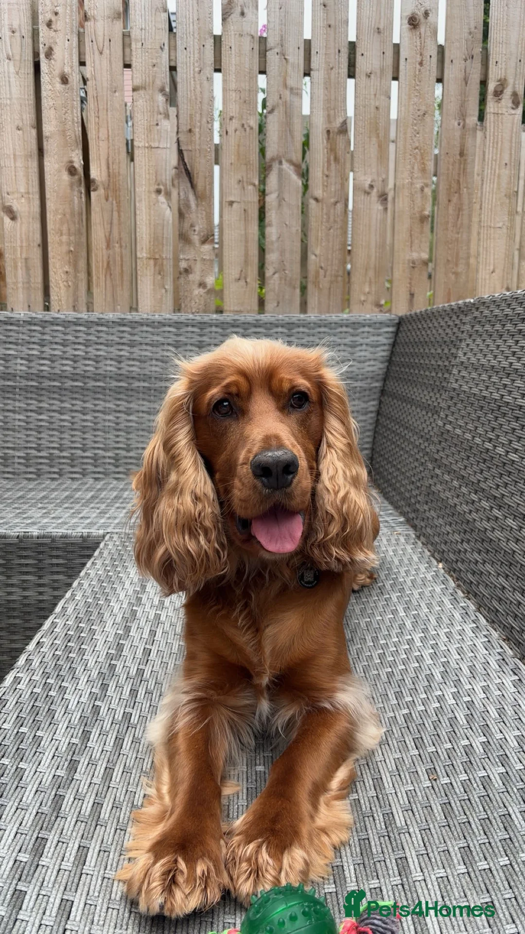 Cocker Spaniel dogs for stud: Proven Beautiful cocker stud available ❤️ in Barnsley - Advert 3