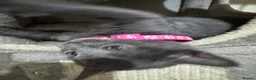 Russian Blue cats for sale: Russian Blue kittens - Advert 6